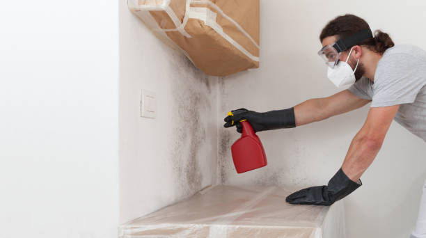 Professional Attic Mold Removal technician working in Nunica, MI
