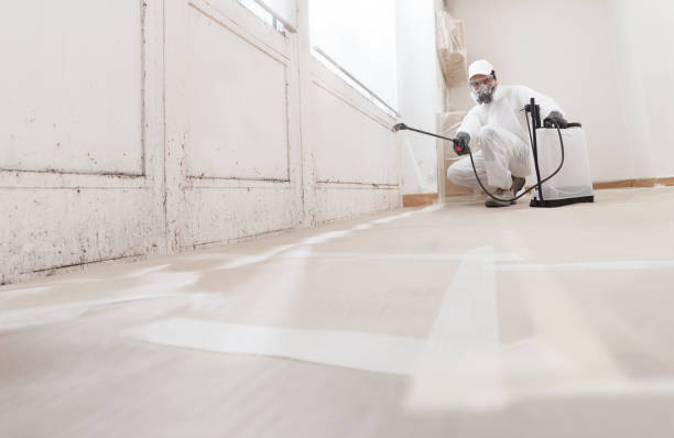 24/7 Emergency Attic Mold Removal experts in Nunica, MI