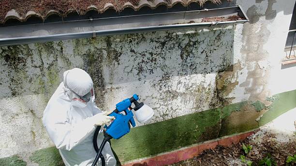 Trusted Commercial Mold Remediation service in Nunica, MI - Cheap Mold Removal